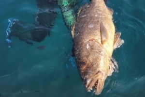 自由身待業(yè)中！36歲前國腳阿蘭曬出捕獲巨型石斑魚的照片