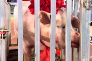 五華“縣超”總決賽：橫陂隊(duì)4-2轉(zhuǎn)水隊(duì)奪冠，獎(jiǎng)品是一頭豬豬