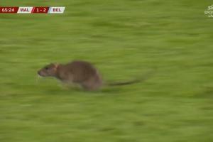 防得了進(jìn)球防不住鼠鼠！一老鼠闖入球場，庫爾圖瓦想抓住但未得手