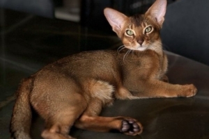 巴舒亞伊的愛(ài)貓出車禍需手術(shù)，球員社媒發(fā)文尋求另一只貓獻(xiàn)血