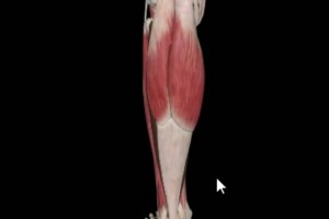 運(yùn)動(dòng)康復(fù)專(zhuān)家科普：什么是比目魚(yú)肌